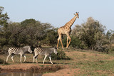 Fototapeta Sawanna - Giraffe, Giraffa camelopardalis