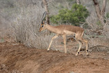 Fototapeta Sawanna - Impala, Aeplyceros melampus