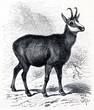 Chamois (Rupicapra rupicapra) (from Meyers Lexikon, 1895, 7/288)