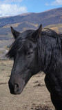 Fototapeta Konie - Black Horse in Colorado