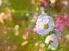 Soft Pink Hollyhock Blossom In The Garden With Vintage Retro Color Style, Althaea Rosea Flower