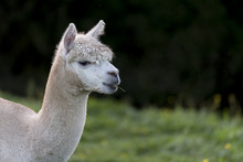 Close Up Of An Alpaca, Chewing A Single Blade Of Grass, With Room For Copy