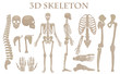 Human bones 3d realistic vector skeleton silhouette collection set. High detailed helloween illustration.