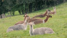 Herd Of Llamas Grazing In British Field. Domesticated Camelids Raised For Wool, Chewing Cud And Eating Grass In British Countryside