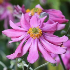 Wall Mural - Anemone japonica 