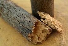 Old Crumbled Piece Of Wood Decayed By Woodworms