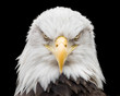 Bald Eagle X