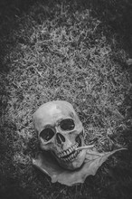 Human Skull Smoking The Cigarette On Grass Background , Vintage Black White Tone , Still Life Photography Style