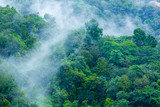 Fototapeta  - Tropical forest with steamy morning mist evaporating