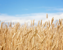 Golden wheat field on a background of blue sky .Focus concept.