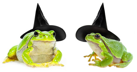 Wall Mural - halloween frog  witch with a hat