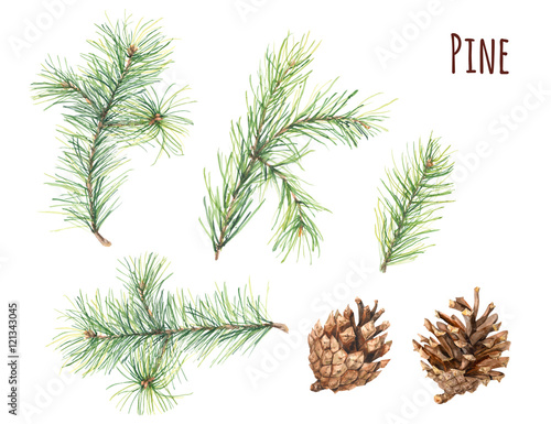 Fotografie, Obraz Collection of pine branches and cones on white background, hand draw watercolor