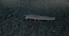 Big Caterpillar Crawling On The Asphalt. Macro