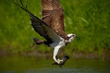 Osprey Catching Fish. Flying Osprey With Fish. Action Scene With Osprey In The Nature Water Habitat. Osprey With Fish In Fly. Bird Of Prey With Fish In The Talon. Bird Osprey Hunting In The Water.