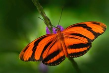 Orange Barred Tiger, Dryadula Phaetusa, Butterfly In Nature Habitat. Nice Insect From Mexico. Butterfly In The Green Forest. Butterfly Sitting On The Leave. Beautiful Orange Butterfly With Open Wing.