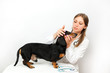Dachshund dog examination by a veterinary doctor