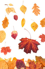 Wall Mural - falling red and yellow leaves isolated