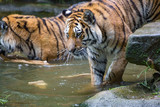 Fototapeta  - Tiger is swimming