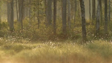 Wall Mural - Cotton grass in the mystic forest with fog above the lake in the morning, Finland taiga. Morning in the taiga. Misty fog sunrise in the forest. Tree with fog. Foggy morning with water and grass. 