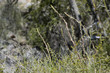 © Reflexperience - Espárragos silvestres en el bosque.