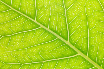 Leaf texture or leaf background for design. Abstract green leaf.