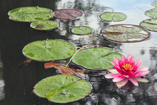 Artificial Pond With Pink Flowers Of Water Lilies And Green Roun