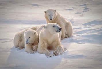 Poster - Polar bear with her cubs, oil painting