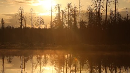 Wall Mural - Cottongrass in the mystic forest with fog above the lake in the morning, Finland taiga 