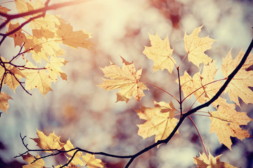 autumn maple leaves on a branch