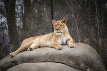 Lioness Resting On A Boulder