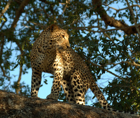 Wall Mural - Leopard