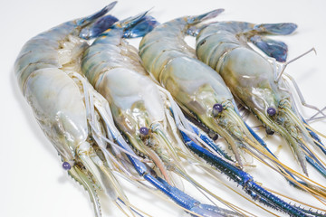 Fresh shimps or fresh king prawns