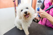 Grooming dogs Bichon Frise in a professional hairdresser