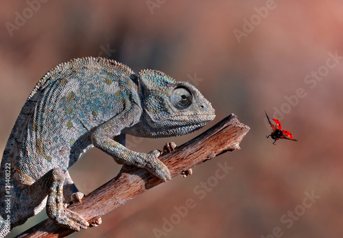 Plakat na papierze fotorealistycznym Kameleon