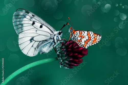 Naklejka samoprzylepna Motyl