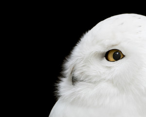 Wall Mural - Snowy Owl