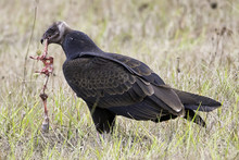 Turkey Vulture Devouring Prey