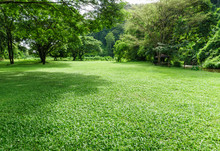 Green Lawn Landscape With Tree Shadow In Park