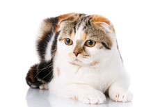 Cat Scottish Fold Lying On A White Background