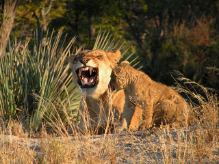 Wall Mural - Lioness with Cub