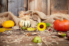 Autumn Still Life With Pumpkin And Sunflower