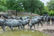 Cattle Crossing A Pond In Pioneer Plaza, Dallas, Texas.