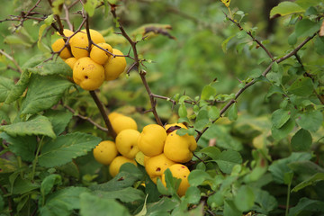  Japanese quince in autumn garden.  Chaenomeles branch wih fruits.