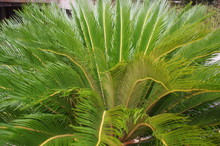 Cycas Cycad Tropical Palm Trees In The Yard