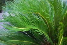 Cycas Cycad Tropical Palm Trees In The Yard