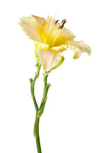 Yellow Hemerocallis, Garden Flower, Isolated On White Background