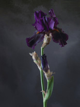 Studio Shot Of Violet Color Iris Flower On A Dark Background.