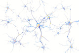 Fototapeta Młodzieżowe - Neurons in the brain on white background with focus effect. 3d rendering