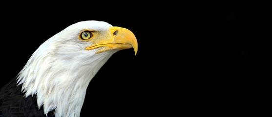Wall Mural - Website banner of an American bald eagle portrait