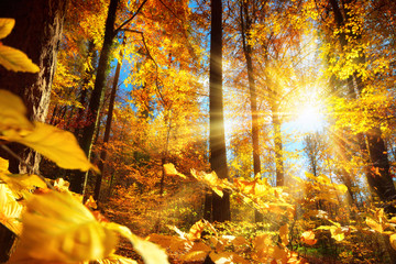 Wall Mural - Strahlender Herbst im Wald mit viel Sonne und gold leuchtenden Blättern